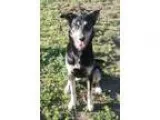 Adopt Joanna a Black - with Brown Red Golden Orange or Chestnut 
