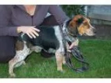 Adopt Stanley a Black - with Brown Red Golden Orange or Chestnut