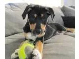 Adopt Nitro a Tricolor (TanBrown and Black and White) Rottweiler