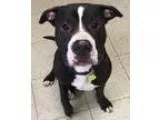 Adopt Chuck a Labrador Retriever Shepherd