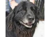 Adopt SPIDER a Newfoundland  Mixed dog in Pt. Richmond CA (15302