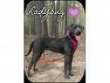 Adopt Ladybug (Pom-js) a BrownChocolate - with White Weimaraner