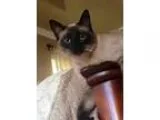Adopt Tao a Siamese