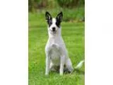 Adopt Eva Mendes a White - with Black Terrier (Unknown Type
