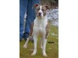 Adopt Brisby a White - with Tan Yellow or Fawn Pointer  Plott Ho