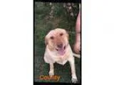 Adopt County a TanYellowFawn Labrador Retriever  Mixed dog in Ol