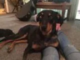 Adopt Harry a Doberman Pinscher Australian Cattle Dog (Blue Heel