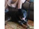 Adopt Levi a Australian Cattle Dog Mixed dog in Garden City NY