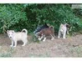 Gorgeous Siberian Husky Puppy