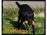 Adopt Sterling a Black German Shepherd Dog  Mixed dog in Old Say