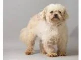 Adopt ROCKY a Cockapoo  Mixed dog in Pt. Richmond CA (15302442)
