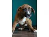 Adopt Ashlyn a Brindle - with White Beagle  Mixed dog in Waldorf