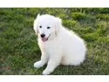 %%%and%andGolden Retriever Puppies For Sale%%andand