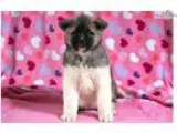 Barbie - Akita Female