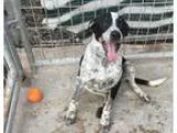 Adopt Marvel a Australian Cattle Dog (Blue Heeler) Pointer