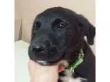 Adopt Boomer a Black - with White Flat-Coated Retriever  Mixed d