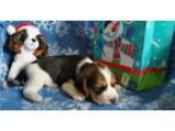 Doberman Pinscher Puppies - Price: $650