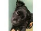 Adopt Jake a Shepherd Rottweiler