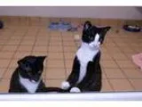 Adopt Prince a Domestic Mediumhair  Mixed cat in Sarasota FL (15