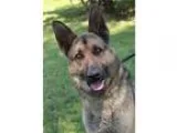Adopt Austin a German Shepherd Dog