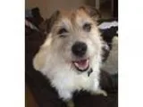 Adopt Chester a Fox Terrier Jack Russell Terrier