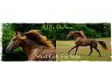 Rocky Mountain Stud Colt