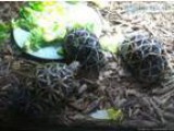 Indian star tortoises