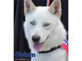 Adopt Colum a White Siberian Husky  Mixed dog in Carrollton TX (