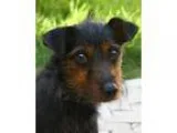Free Coon Hunting Dog