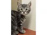 Adopt ADOPTED Hugo a Brown Tabby Domestic Shorthair (short coat)