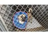 Adopt NISSAN a TanYellowFawn - with Black Pug  Beagle  Mixed dog