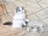 NS Napoleon Kitten ( Munchkin x Persian )