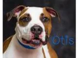 Adopt Otis a Pit Bull Terrier Boxer