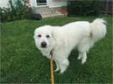 Adopt Samson a White Great Pyrenees  Mixed dog in Kyle TX (15441