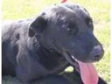 Adopt Lou a Labrador Retriever