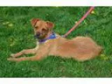 Adopt Coffee Puppy a Terrier