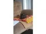 Adopt Max ADOPTION HUMANITAIRE a Domestic Short Hair