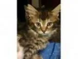 Adopt Waverly - ADOPTED a Domestic Long Hair