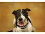 Adopt Tarte a Jack Russell Terrier