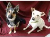 Adopt Morgan a Black - with Tan Yellow or Fawn Sheltie Shetland 