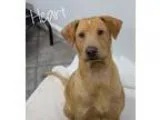 Adopt Heart a Shar Pei