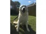Adopt Riggs a White Great Pyrenees  Mixed dog in Winter Park CO 