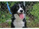 Adopt Higgens a Black - with White Border Collie  Mixed dog in O