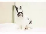 Adopt Gamma a Bunny Rabbit Bunny Rabbit