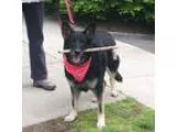 Adopt Daisy a Black - with Gray or Silver German Shepherd Dog  M