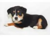 Adopt Peeta a Hound