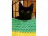 Adopt Baby Alia (Screen Kit) a Domestic Short Hair-black