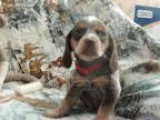 i need a free  puppydog