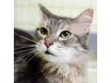 Adopt Pretty Girl a Domestic Longhair  Mixed cat in St. Petersbu