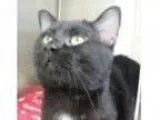 Adopt Slate a Domestic Shorthair Mixed cat in Brougham ON (